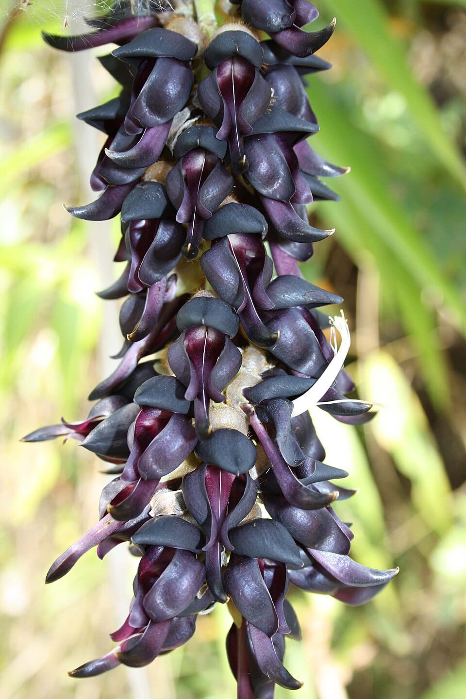 Mucuna Pruriens Seeds
